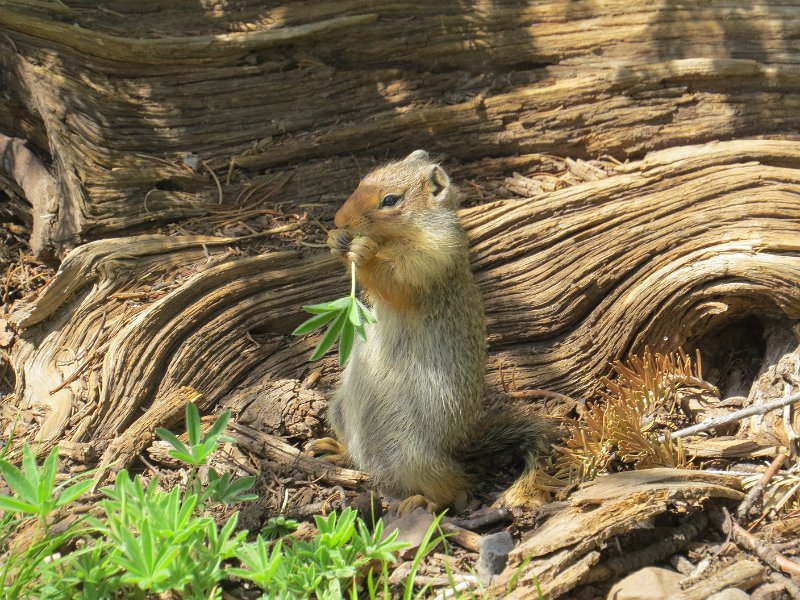 (75) American Pika.JPG